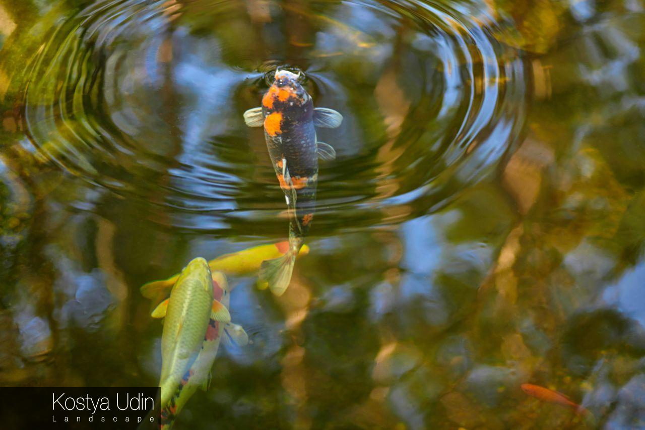 Декоративный пруд с рыбой Декоративный пруд с рыбой