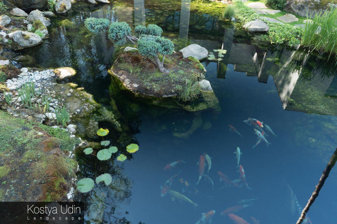 Пруд для карпов Кои Пруд для карпов Кои